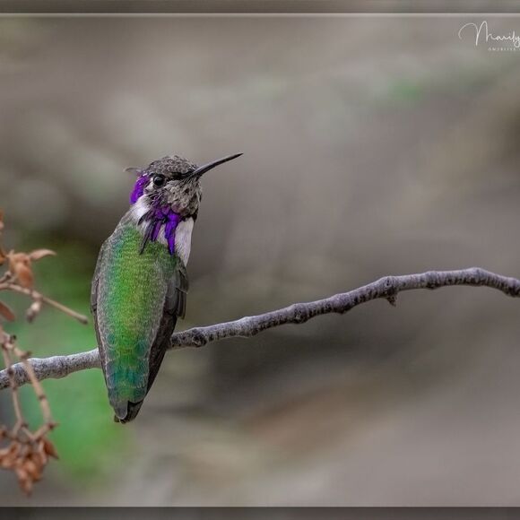 Other - Who doesn't love Hummies?!